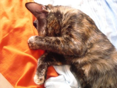 Fotografia de lihu - Galeria Fotografica: Bigotes y patitas - Foto: 