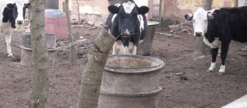 Fotografia de lihu - Galeria Fotografica: variete - Foto: 