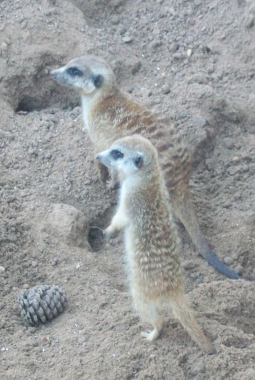 Fotografia de lihu - Galeria Fotografica: Temaiken - Foto: 