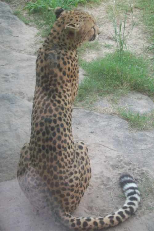 Fotografia de lihu - Galeria Fotografica: Temaiken - Foto: 