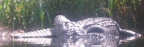 Fotografia de lihu - Galeria Fotografica: Temaiken - Foto: 