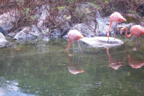 Fotografia de lihu - Galeria Fotografica: Temaiken - Foto: 