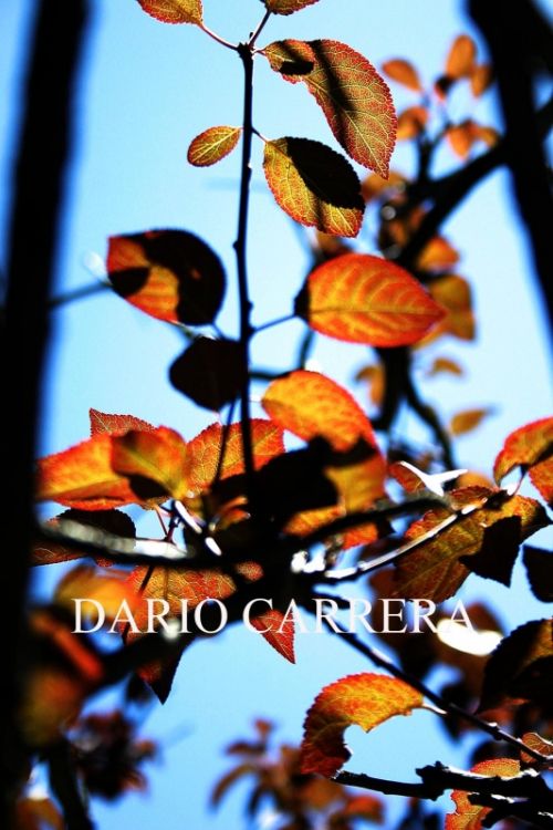 Fotografia de Dario Carrera - Galeria Fotografica: sinfona otoal - Foto: 