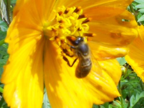 Fotografia de Ricardo - Galeria Fotografica: Naturaleza - Foto: quiero aprender