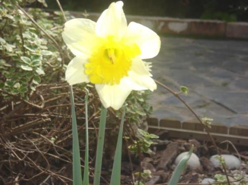 Fotografia de 5026Agustin - Galeria Fotografica: Flores & Naturaleza de Cartagena y Alrededores - Foto: Flor del jardn