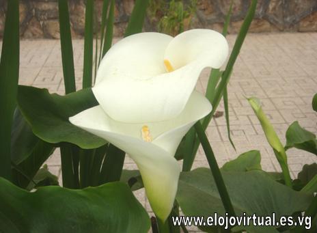 Fotografia de 5026Agustin - Galeria Fotografica: Flores & Naturaleza de Cartagena y Alrededores - Foto: El desafio