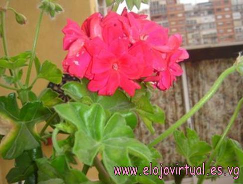 Fotografia de 5026Agustin - Galeria Fotografica: Flores & Naturaleza de Cartagena y Alrededores - Foto: El Nacimiento