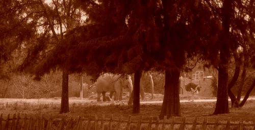 Fotografia de Diana Ruiz - Galeria Fotografica: First Album - Foto: 