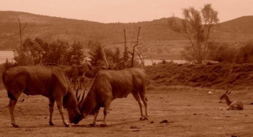 Fotografia de Diana Ruiz - Galeria Fotografica: First Album - Foto: 