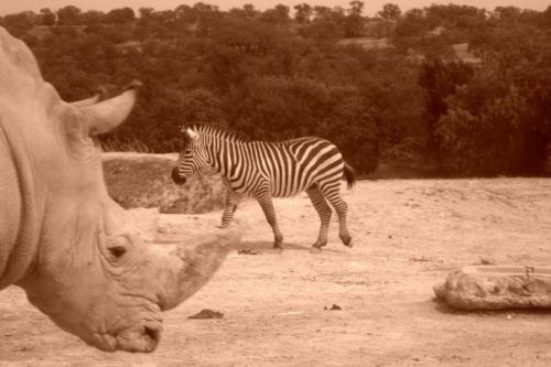 Fotografia de Diana Ruiz - Galeria Fotografica: First Album - Foto: 