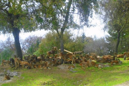 Fotografia de Diana Ruiz - Galeria Fotografica: First Album - Foto: 