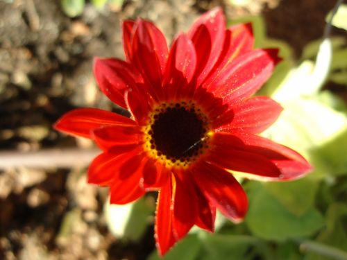 Fotografia de lloyber - Galeria Fotografica: Naturaleza - Foto: 