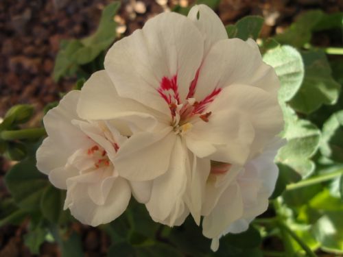 Fotografia de lloyber - Galeria Fotografica: Naturaleza - Foto: 