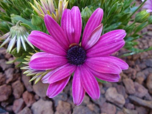 Fotografia de lloyber - Galeria Fotografica: Naturaleza - Foto: 