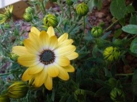 Fotografia de lloyber - Galeria Fotografica: Naturaleza - Foto: 