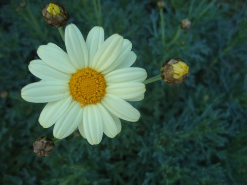 Fotografia de lloyber - Galeria Fotografica: Naturaleza - Foto: 