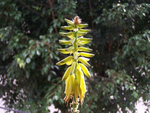 Fotografia de Makamoro - Galeria Fotografica: flor - Foto: 