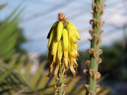 Fotografia de Makamoro - Galeria Fotografica: flor - Foto: 
