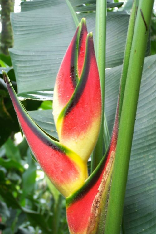 Fotografia de Makamoro - Galeria Fotografica: flor - Foto: 