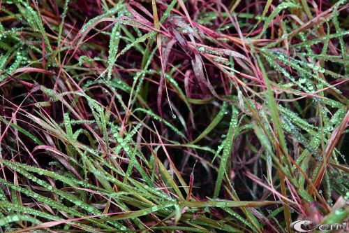 Fotografia de Mc - Galeria Fotografica: Art - Foto: 