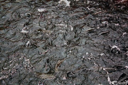 Fotografia de Mc - Galeria Fotografica: Art - Foto: 