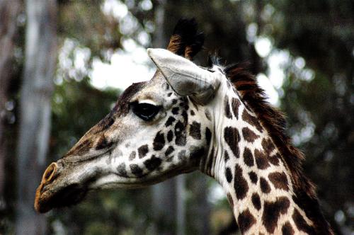 Fotografia de Joan Teixido - Galeria Fotografica: Bestias - Foto: Perfil