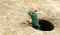 Fotos de Joan Teixido -  Foto: Bestias - lagartija