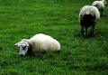 Fotos de Joan Teixido -  Foto: Bestias - oveja