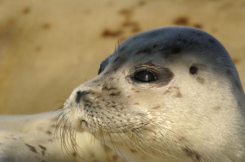 Fotografia de zesar - Galeria Fotografica: Focas comunes - Foto: 