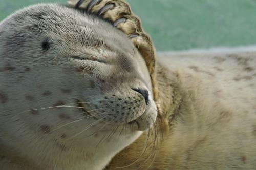 Fotografia de zesar - Galeria Fotografica: Focas comunes - Foto: 