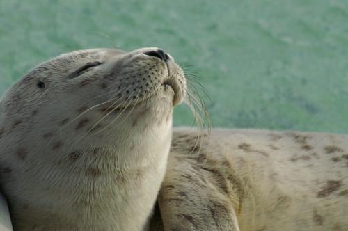 Fotografia de zesar - Galeria Fotografica: Focas comunes - Foto: 