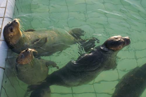 Fotografia de zesar - Galeria Fotografica: Focas comunes - Foto: 