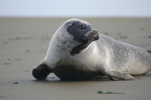 Fotografia de zesar - Galeria Fotografica: Focas comunes - Foto: De vuelta a su hogar