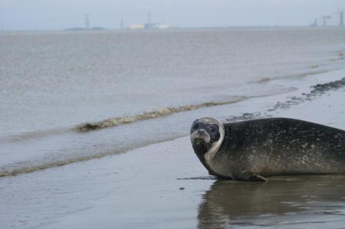 Fotografia de zesar - Galeria Fotografica: Focas comunes - Foto: De vuelta a su hogar