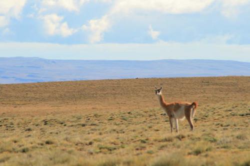 Fotografia de Pablo Gasparini - Galeria Fotografica: patagonia 2007 - Foto: fauna patagonica 2							