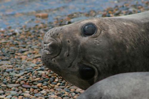 Fotografia de Pablo Gasparini - Galeria Fotografica: patagonia 2007 - Foto: mirada							