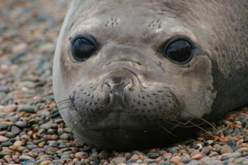 Fotografia de Pablo Gasparini - Galeria Fotografica: patagonia 2007 - Foto: mirada 2						