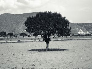 Fotografia de Arrieta Digital - Galeria Fotografica: Duermevelas - Foto: 