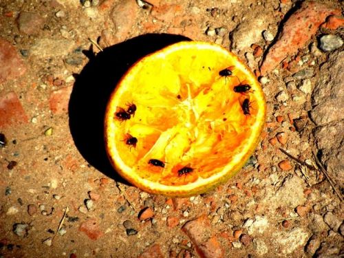 Fotografia de Lala - Galeria Fotografica: Naturaleza irrumpida - Foto: 