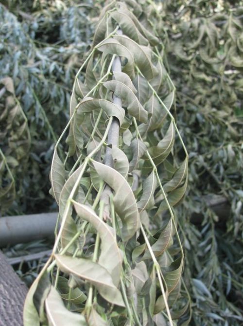 Fotografia de Lala - Galeria Fotografica: Naturaleza irrumpida - Foto: 