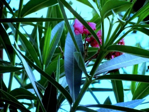 Fotografia de Lala - Galeria Fotografica: Naturaleza irrumpida - Foto: 