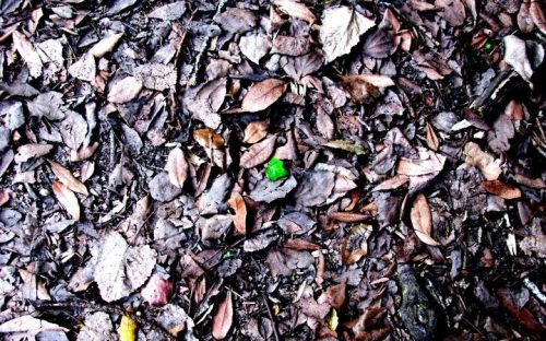 Fotografia de Lala - Galeria Fotografica: Naturaleza irrumpida - Foto: 