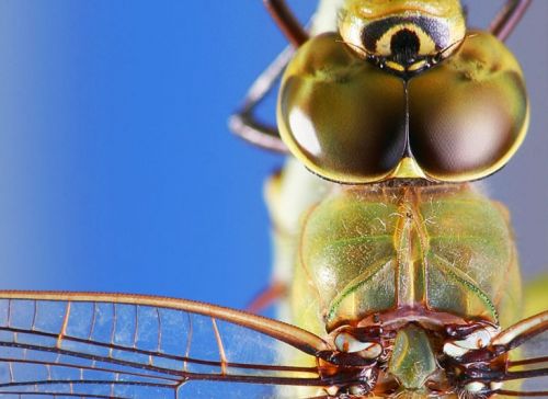 Fotografia de Csar S. Hernndez - Galeria Fotografica: Anuncio. - Foto: Libelula