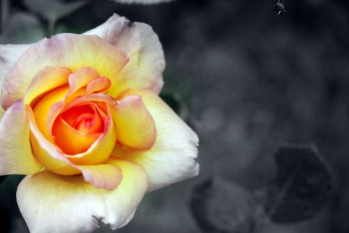 Fotografia de tiri - Galeria Fotografica: mis flores........... - Foto: 