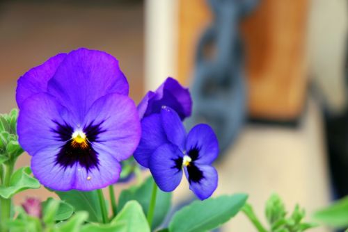 Fotografia de tiri - Galeria Fotografica: mis flores........... - Foto: 