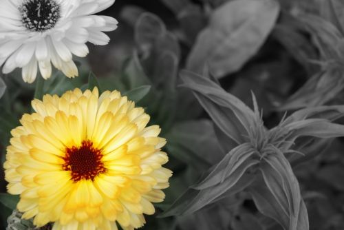 Fotografia de tiri - Galeria Fotografica: mis flores........... - Foto: 