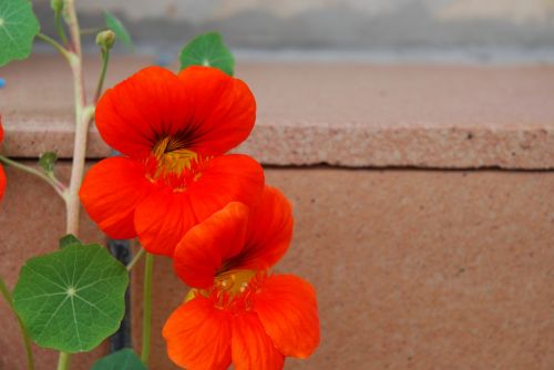 Fotografia de tiri - Galeria Fotografica: mis flores........... - Foto: 