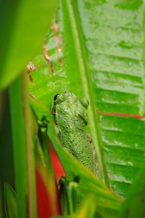 Fotografia de DML - Galeria Fotografica: Ojos - Foto: ... las ranas se levantan.