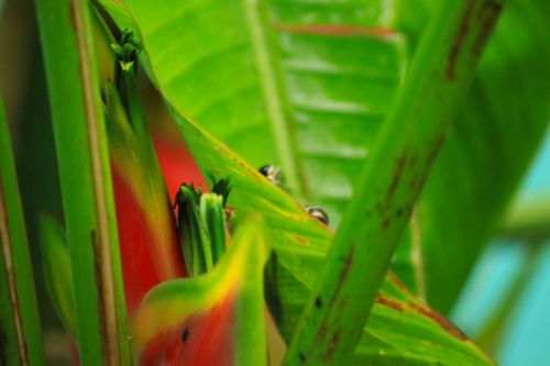 Fotografia de DML - Galeria Fotografica: Ojos - Foto: me ves?