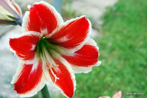 Fotografia de tiri - Galeria Fotografica: mis flores........... - Foto: 